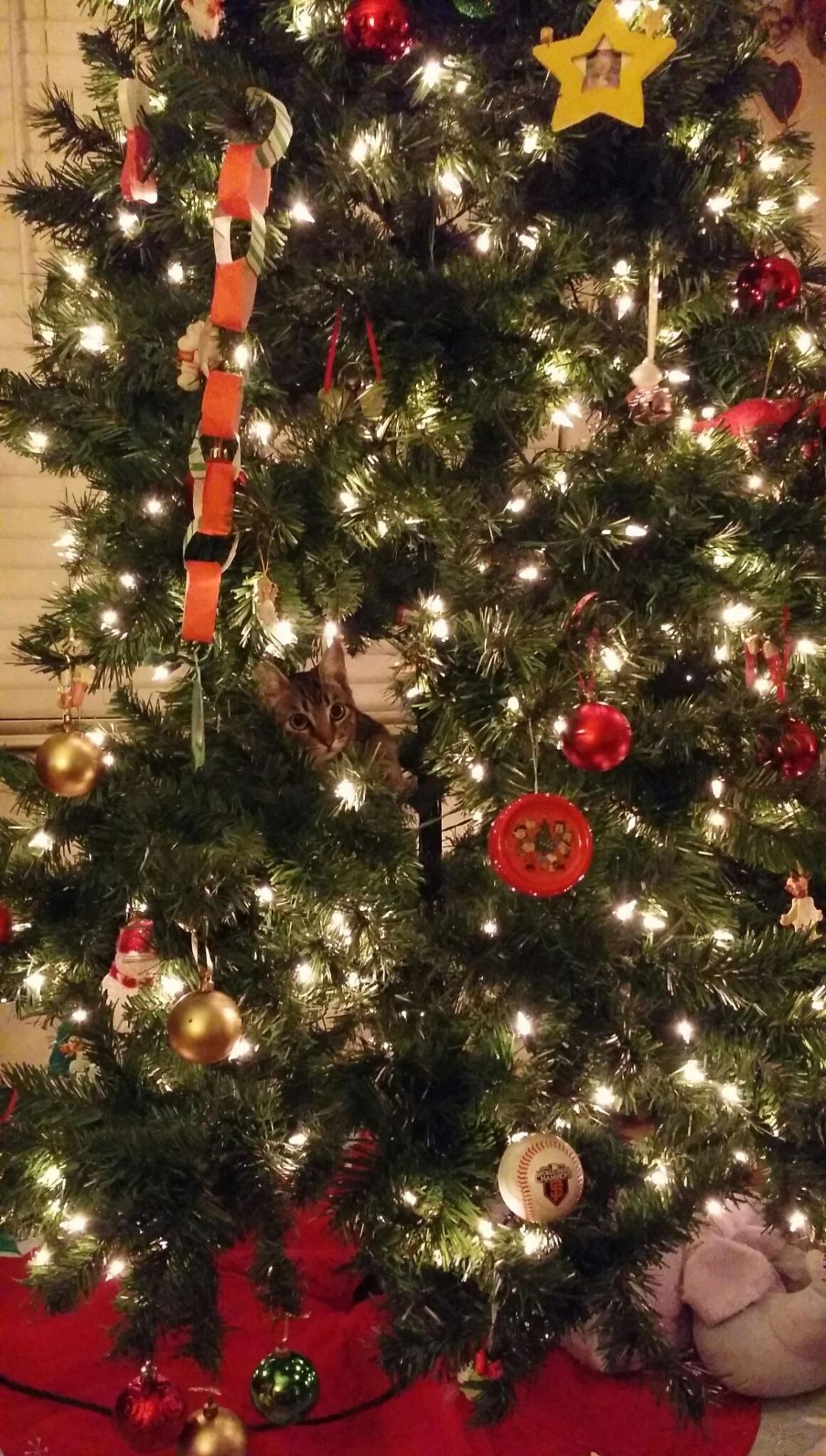 Christmas Cats